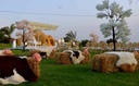DAR_BEYA